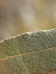 Salix humilis tristis