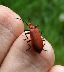 Pyrochroa serraticornis