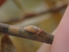 Salix humilis tristis