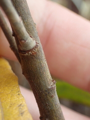 Salix humilis tristis