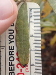 Salix humilis tristis