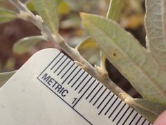Salix humilis tristis