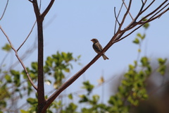 Foudia madagascariensis