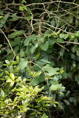 Cissampelos torulosa