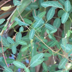 Desmodium batocaulon