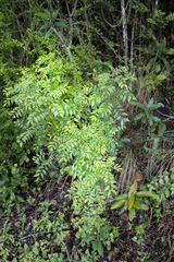 Clausena anisata
