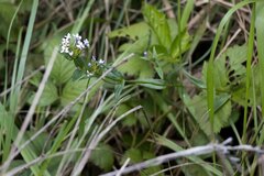 Conostomium natalense