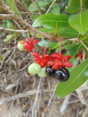Ochna serrulata
