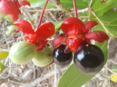 Ochna serrulata