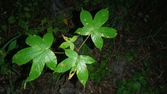 Cochlospermum vitifolium