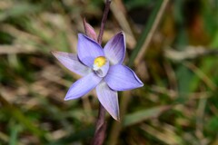 Thelymitra arenaria