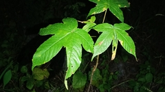 Cochlospermum vitifolium