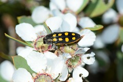 Castiarina xanthopilosa