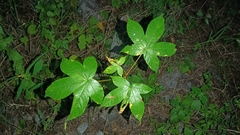 Cochlospermum vitifolium