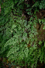 Adiantum atroviride