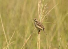 Cisticola aridulus