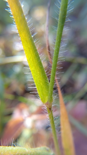 Image of Amphicarpum amphicarpon by (c) Scarlett S., some rights reserved (CC BY)
