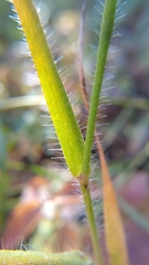 Amphicarpum amphicarpon