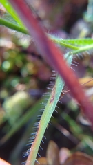 Amphicarpum amphicarpon