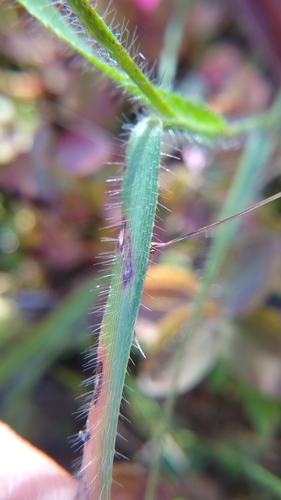 Image of Amphicarpum amphicarpon by (c) Scarlett S., some rights reserved (CC BY)