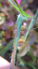 Amphicarpum amphicarpon