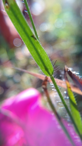 Image of Amphicarpum amphicarpon by (c) Scarlett S., some rights reserved (CC BY)
