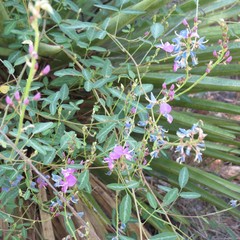Desmodium batocaulon
