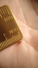 Amphicarpum amphicarpon