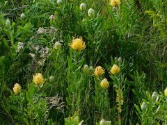 Leucospermum cuneiforme