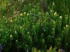 Leucospermum cuneiforme