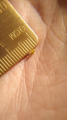 Amphicarpum amphicarpon