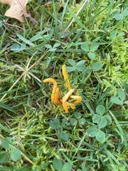 Clavulinopsis helvola