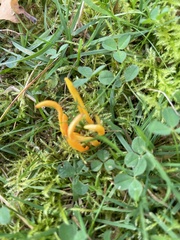 Clavulinopsis helvola