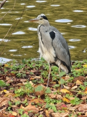 Ardea cinerea