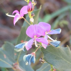 Desmodium batocaulon