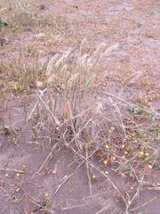Polypogon monspeliensis