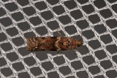 Ephestiopsis oenobarella