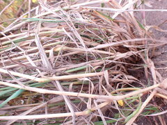Polypogon monspeliensis