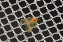 Saccharodite chrysonoe