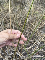 Cyperus articulatus