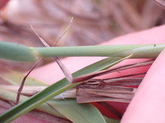 Polypogon monspeliensis