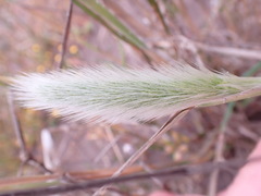 Polypogon monspeliensis