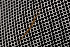 Styringomyia