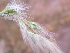 Polypogon monspeliensis