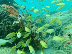 Haemulon flavolineatum