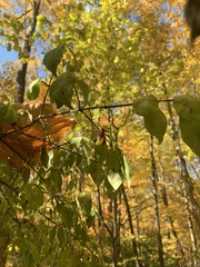 Cornus mas