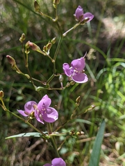 Murdannia graminea