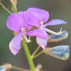 Desmodium batocaulon