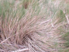 Sporobolus virginicus