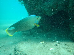 Holacanthus bermudensis
